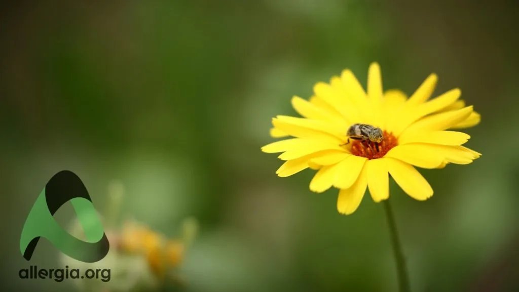 Аллергия на насекомых — инсектная аллергия