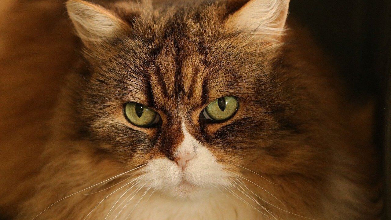 Аллергия на домашних животных — кошек и собак