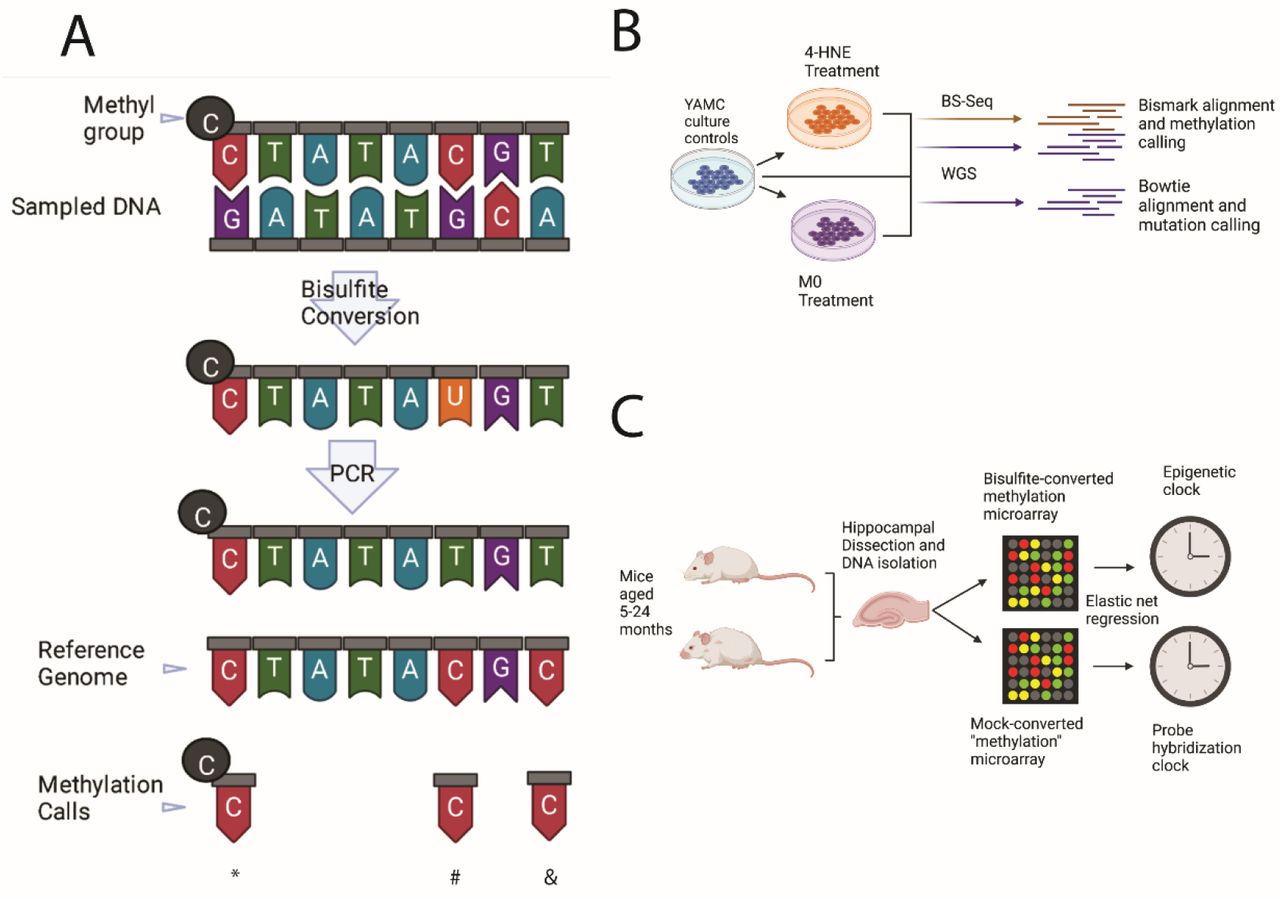Эпигенетические часы и биологический возраст — оборудование для ДНК-метилирования