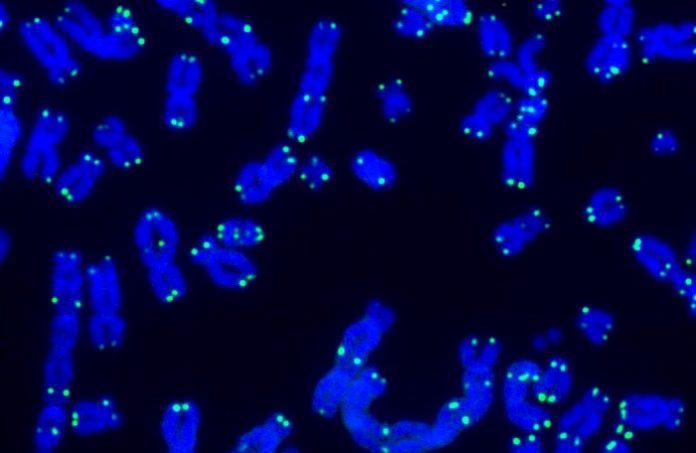 Теломеры и клеточное старение — методы и оборудование